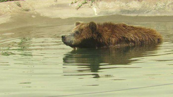 Justiça do Piauí determina que ursa ‘calorenta’ venha para Jundiaí