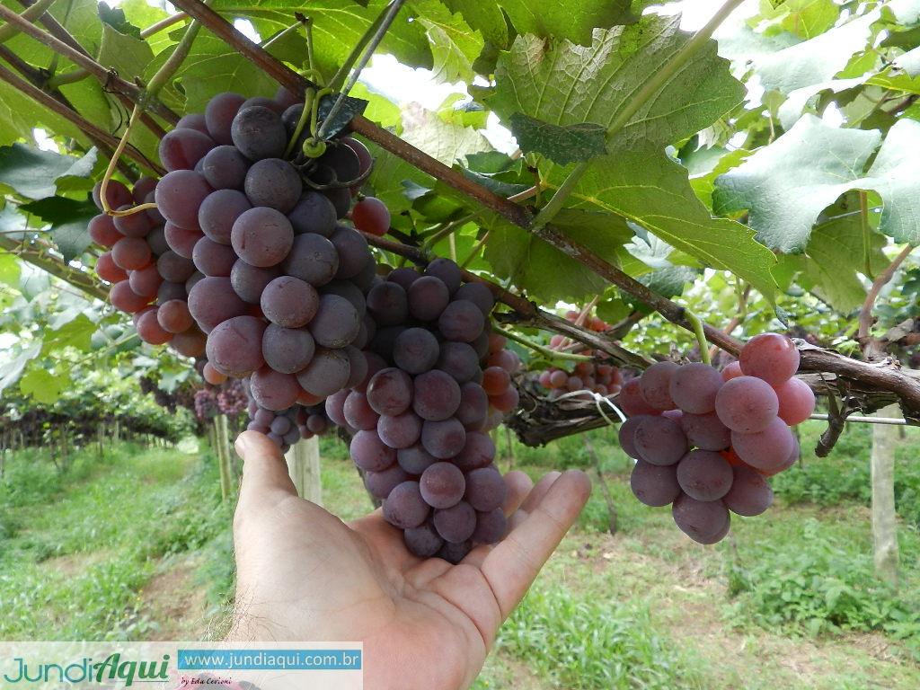  Temporada da uva espalha mais cor e sabor pelo Caxambu