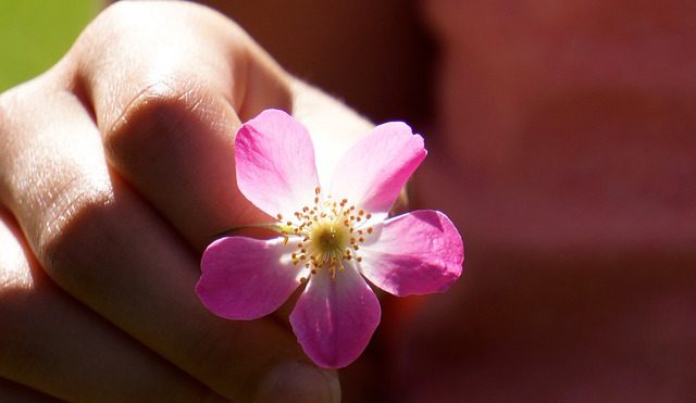  Apenas uma flor