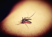 A briga de todos é contra a dengue
