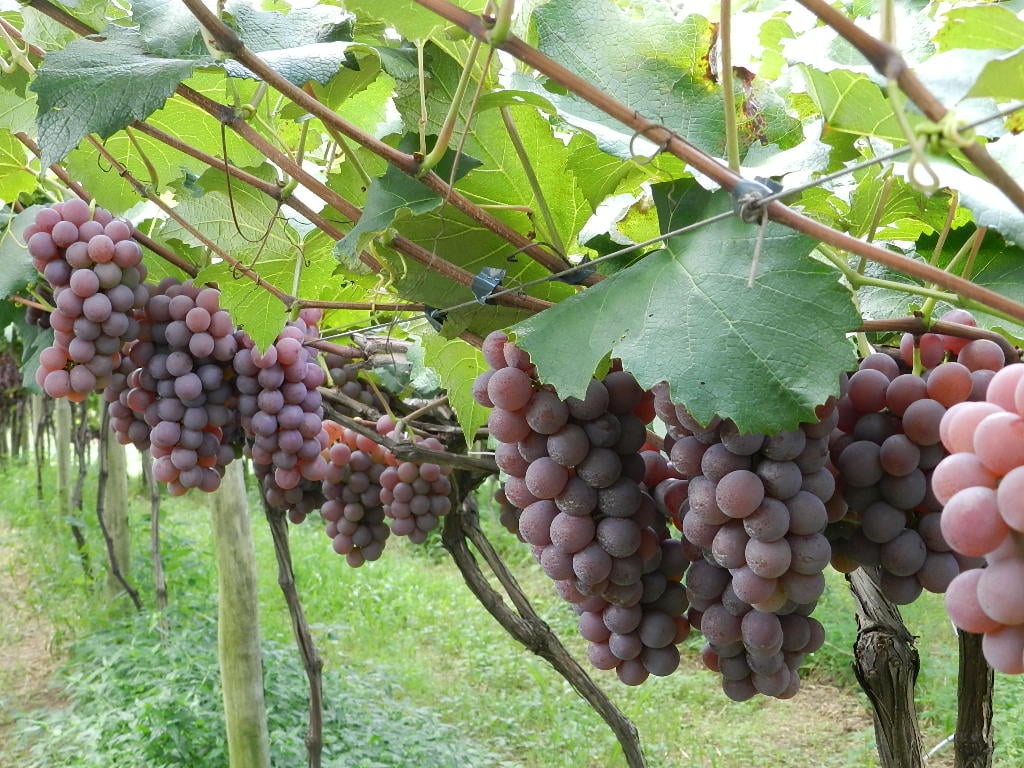  Jundiaí, a Terra da Uva, tem produção estável há 30 anos