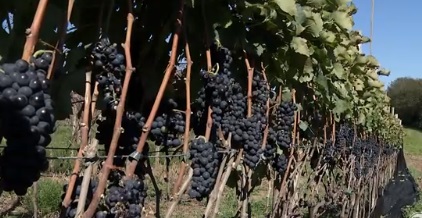 Jundiaí entra na rota de vinhos finos com uva Syrah