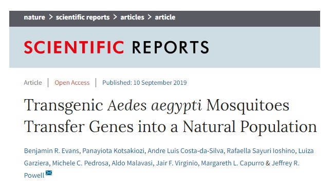  Mosquito transgênico coloca biologia sintética na região