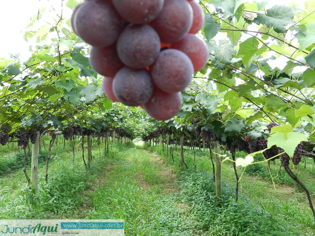 Uva e vinho em debate