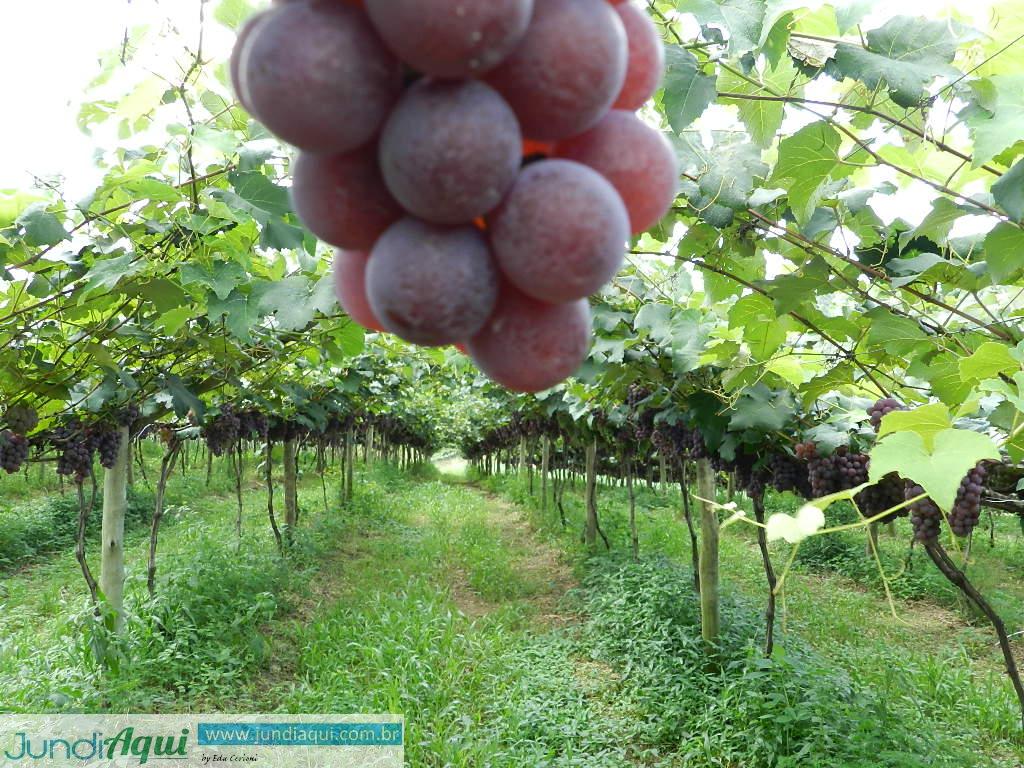  Uva e vinho em debate