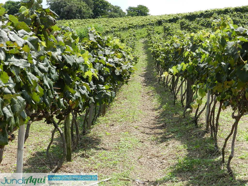  Festa da Uva 2020 inova e terá corrida em meio a parreirais do Traviú