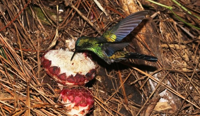 Beija-flor alimenta-se da planta aberta por gambá na Serra do Japi