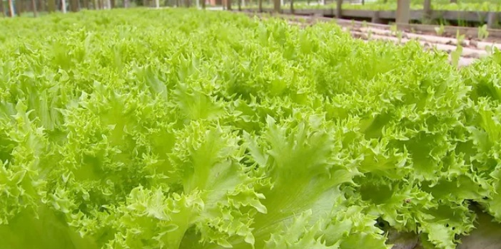De ‘A’ a ‘Z’ tem produtor rural pronto para oferecer uva, caqui, alface…