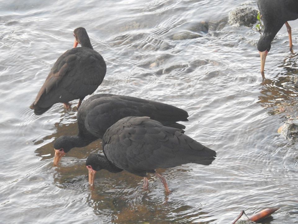  Aves marcam presença no rio Jundiaí