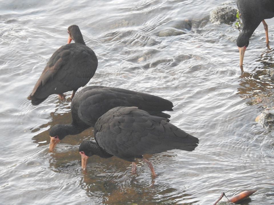  Aves marcam presença no rio Jundiaí