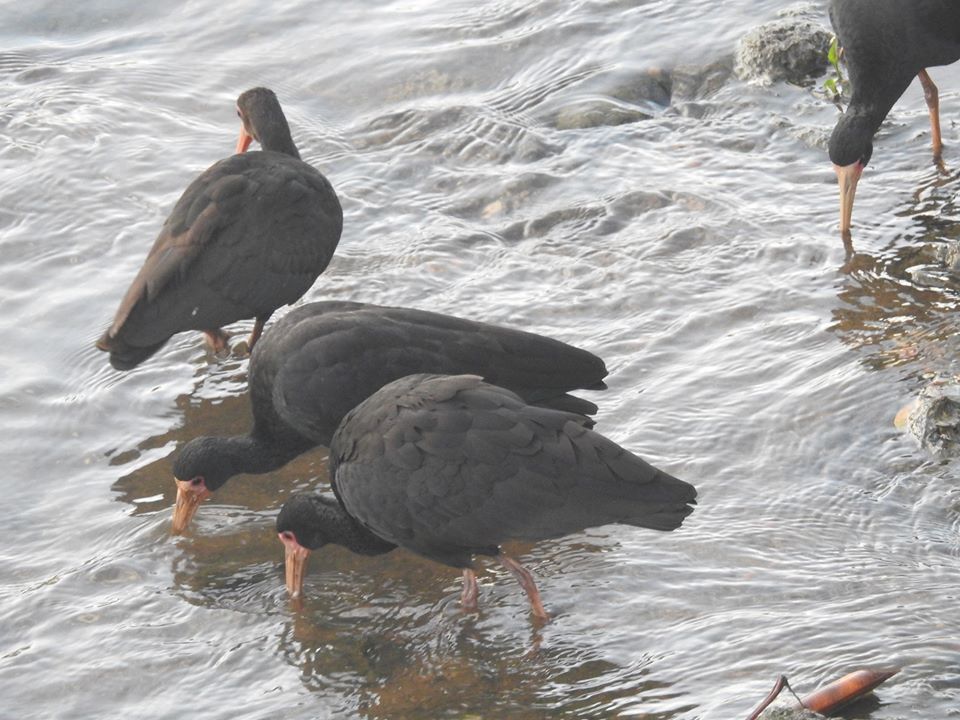 Aves marcam presença no rio Jundiaí