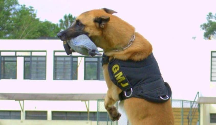 O adeus ao Athon, cão da guarda que foi parar no “Guinness Book”