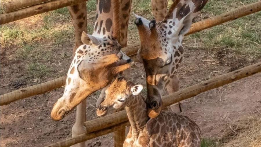Tem girafinha gigante e rara agitando zoo de Itatiba: será a Magic Paula?