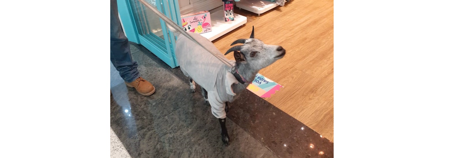 Um passeio animal pelo shopping de Jundiaí