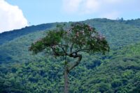 A Semana da Serra do Japi