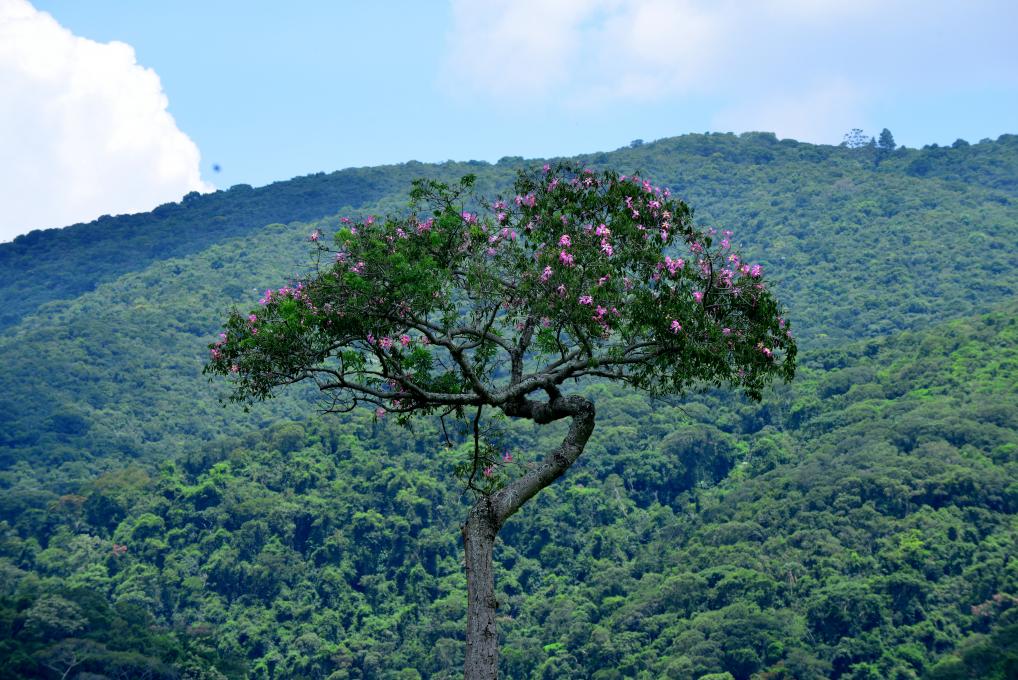  SERRA DO JAPI