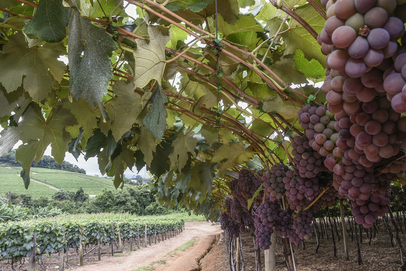  Venda de uva na pandemia desafia produtores de Jundiaí