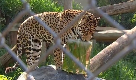 Gelo com capim e carne dentro faz a festa dos bichos na Mata Ciliar