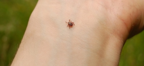 Febre maculosa exige cuidados na cidade