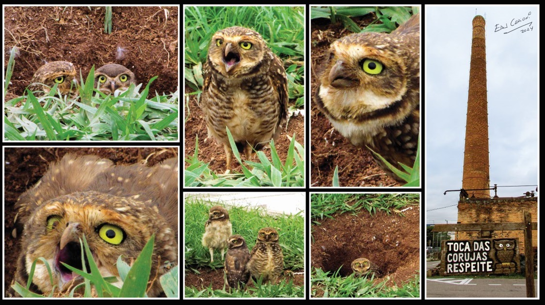 “Mondo Foto” é a Tebas valorizando a natureza