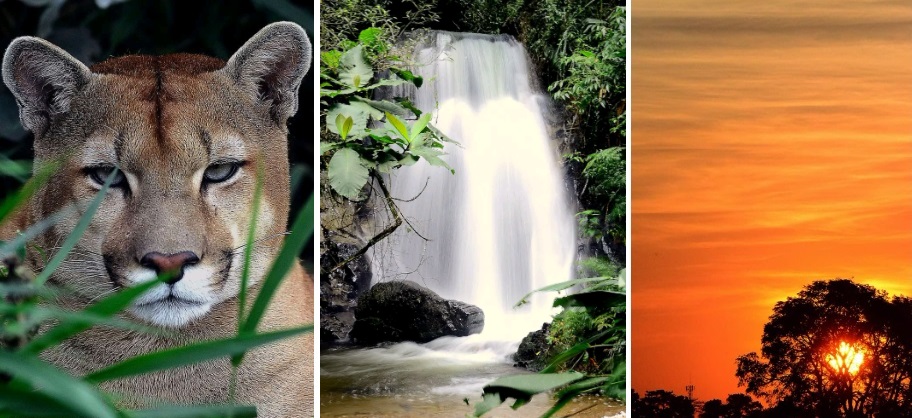 Dia Mundial do Meio Ambiente: preservar é vida!